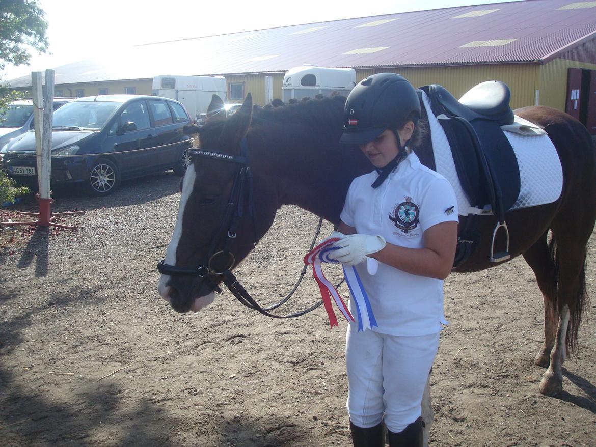 New Forest Ygor [1/3 A PONY] FORESALE  billede 17