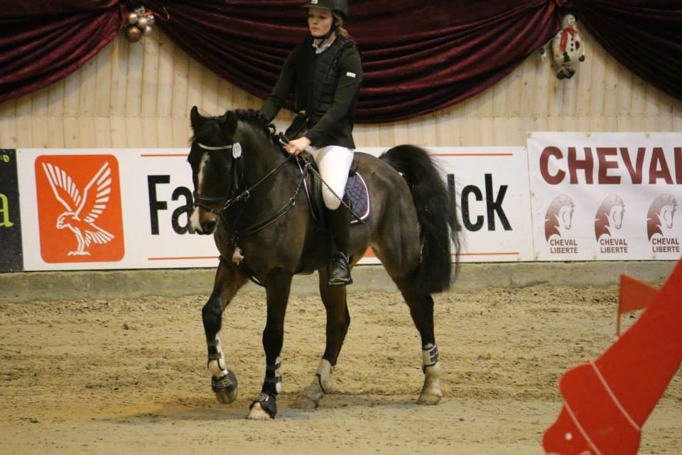 New Forest Lundgaards Bourbon - Christmas Show 2013 :) billede 17