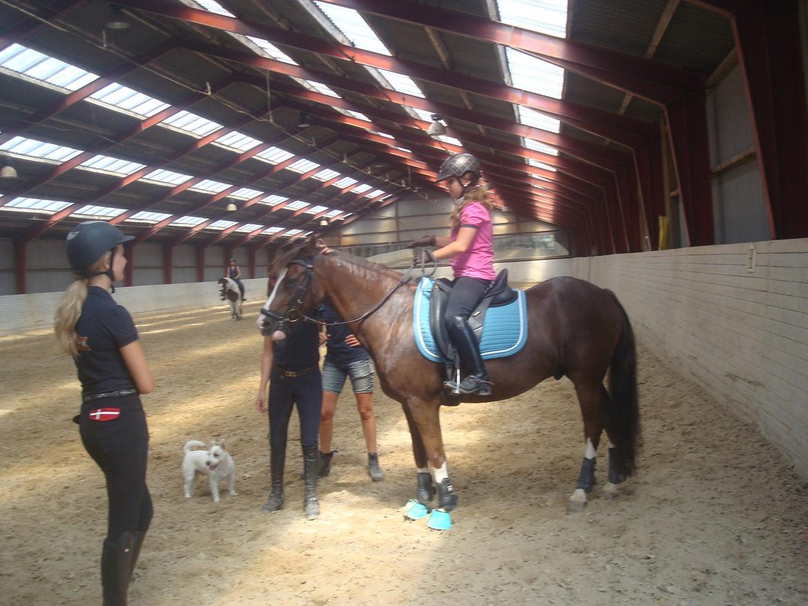 New Forest Ygor [1/3 A PONY] FORESALE  - der jeg sad på min drømme pony billede 18