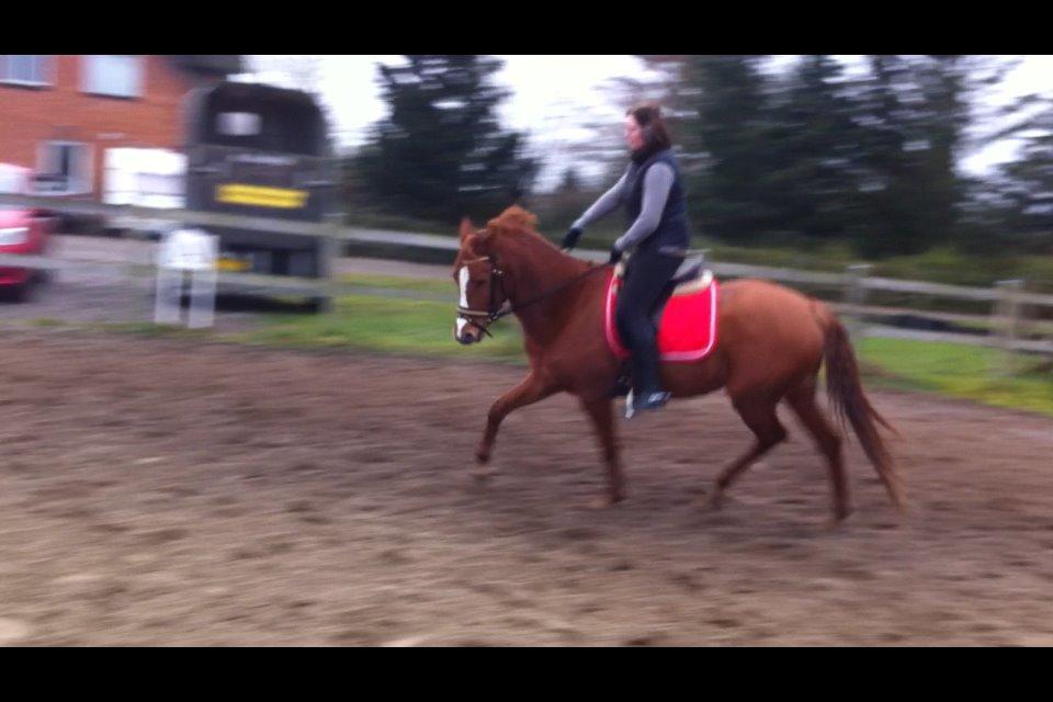 DSP Nørlunds Finette - efter 4 ugers ridning  billede 11