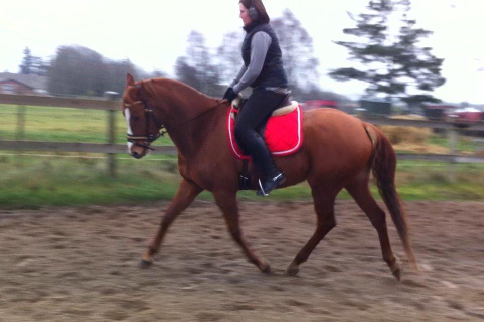 DSP Nørlunds Finette billede 12