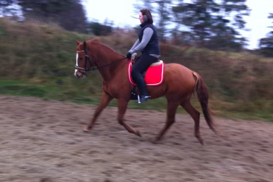 DSP Nørlunds Finette billede 13