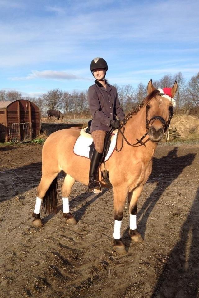 Anden særlig race Arisma billede 3