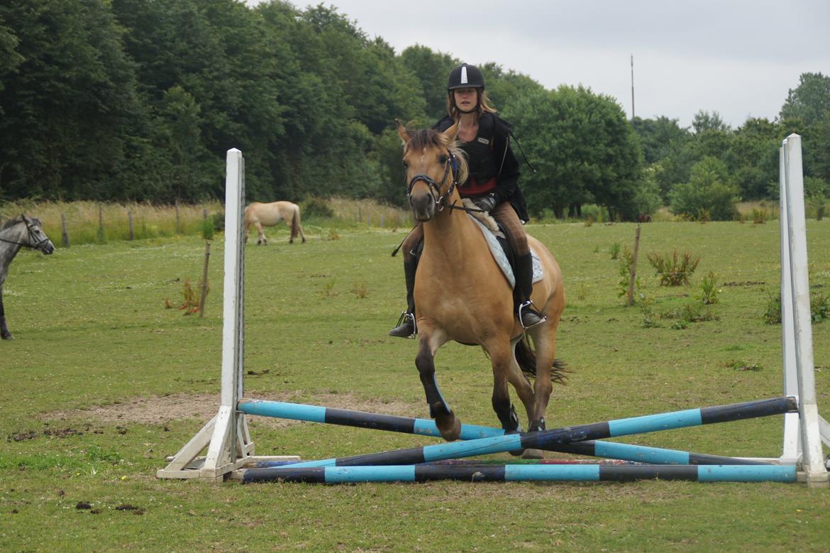 Anden særlig race Arisma billede 5