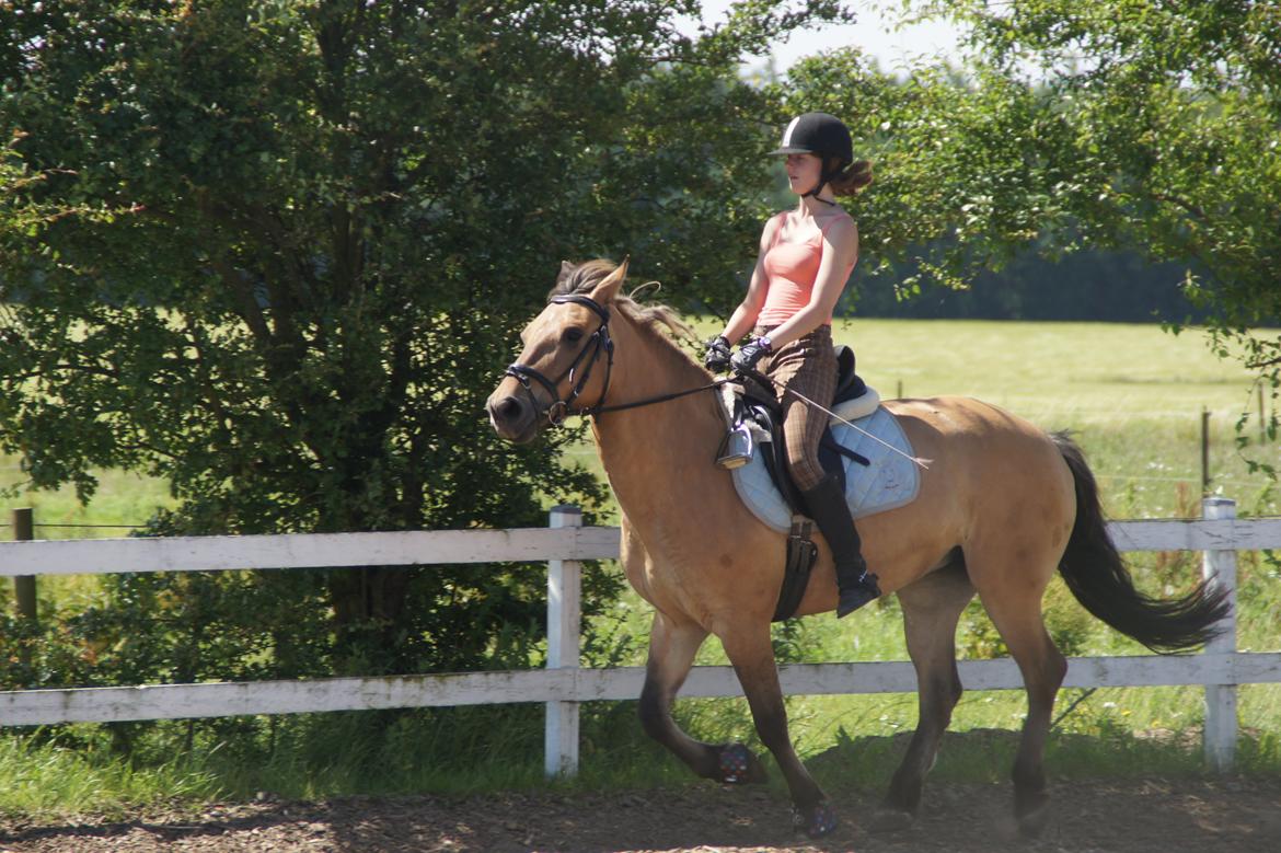 Anden særlig race Arisma billede 6