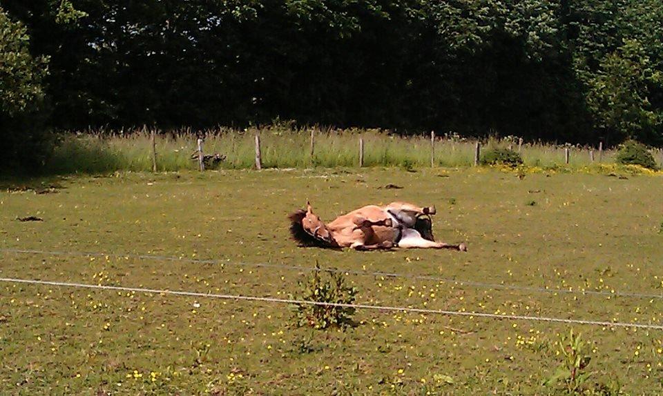 Anden særlig race Arisma billede 9