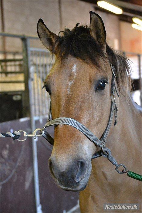 Anden særlig race Arisma - Velkommen til! billede 1