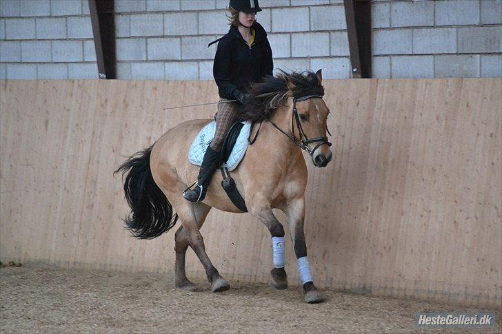 Anden særlig race Arisma billede 12