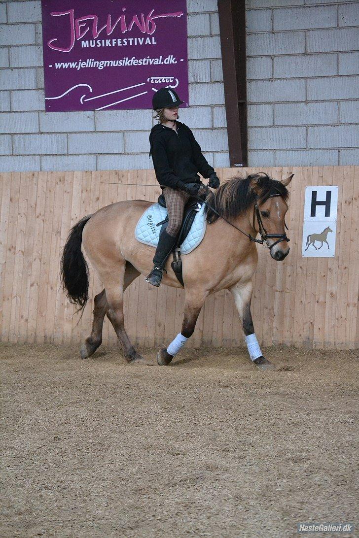 Anden særlig race Arisma billede 13