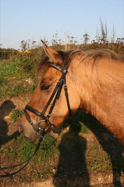 Anden særlig race Arisma billede 14
