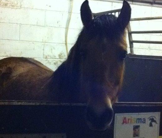 Anden særlig race Arisma billede 15