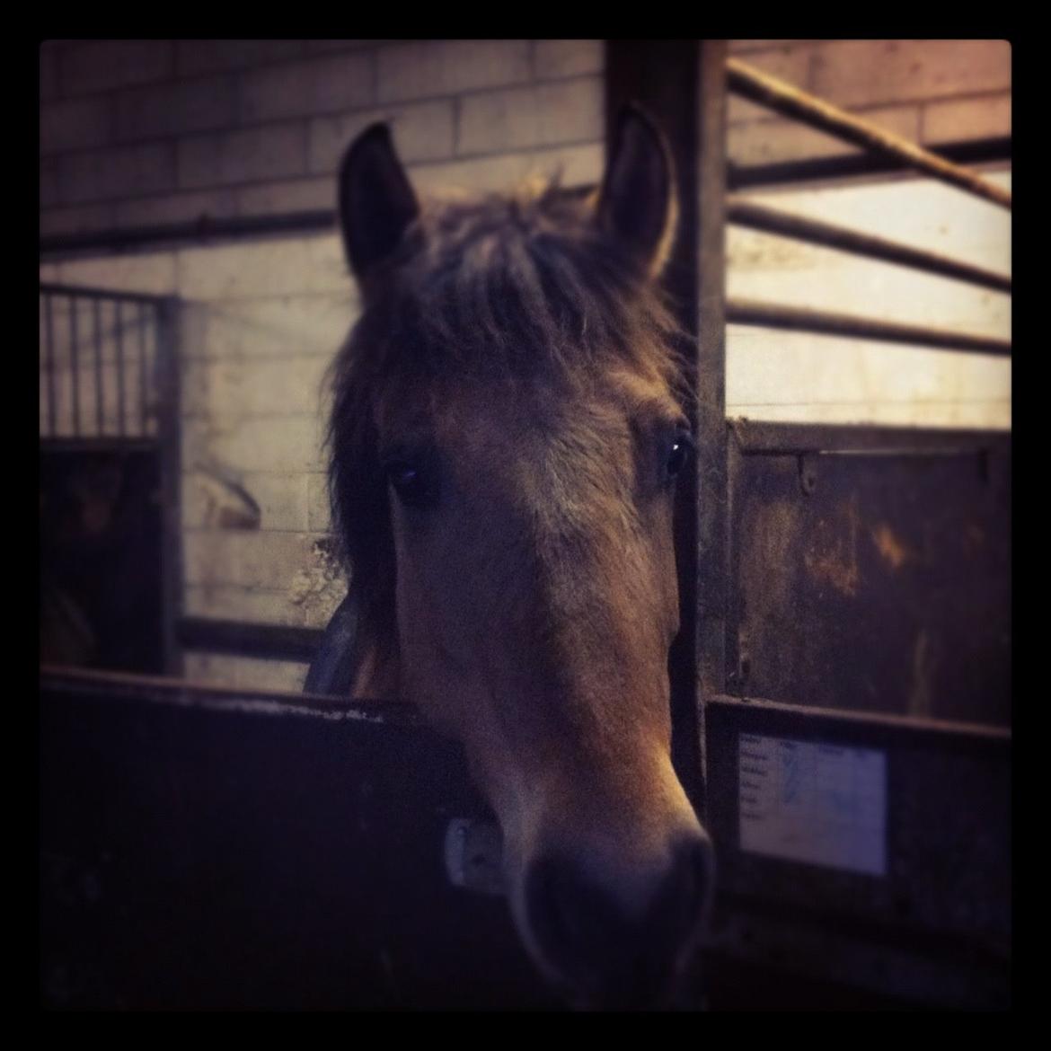 Anden særlig race Arisma billede 16