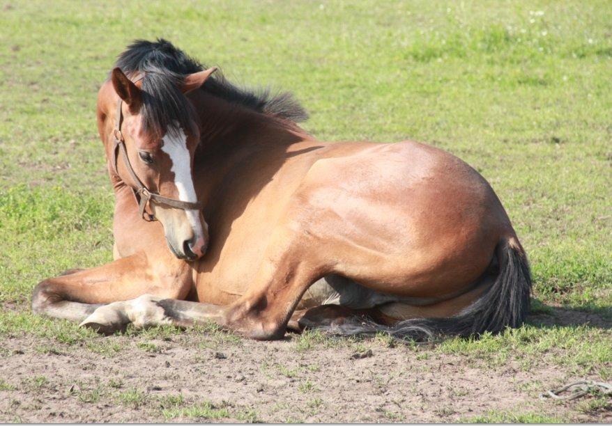 Dansk Varmblod Danheat ´s Le Esprit billede 10