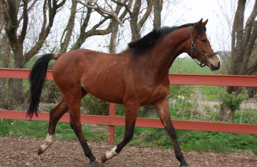 Dansk Varmblod Danheat ´s Le Esprit billede 11