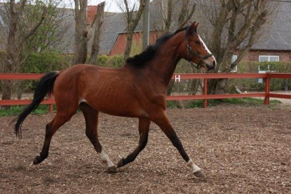 Dansk Varmblod Danheat ´s Le Esprit billede 12