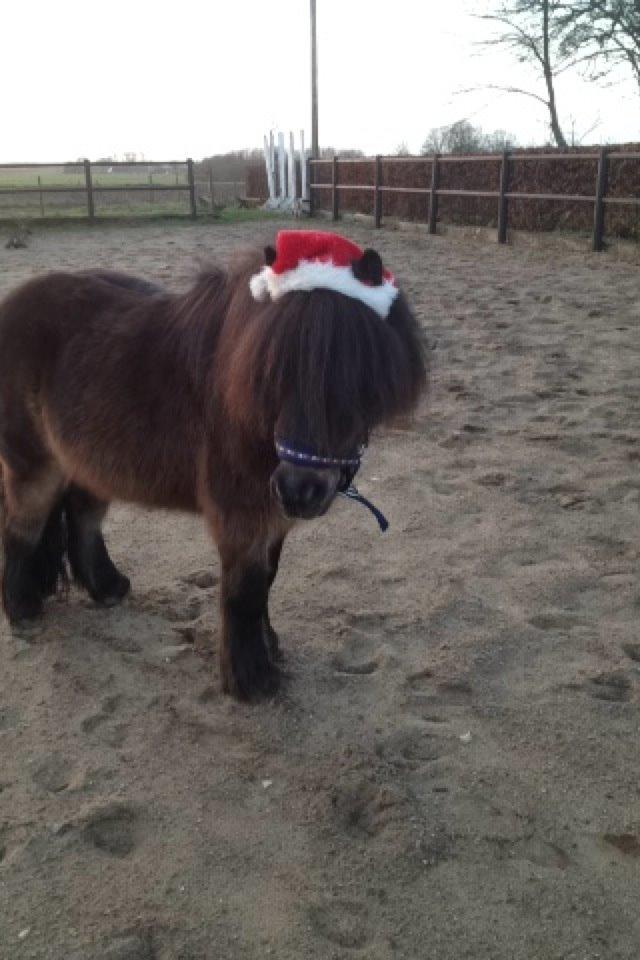 Knabstrupper Gizmo - lille pot - My soulmate <33 - Jul med ponyen <3
 billede 8