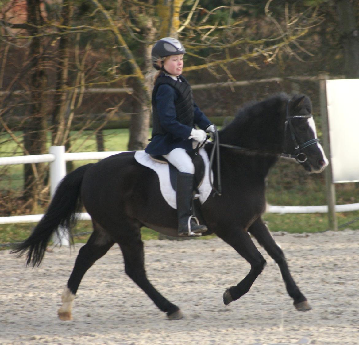 Anden særlig race Aslan billede 3