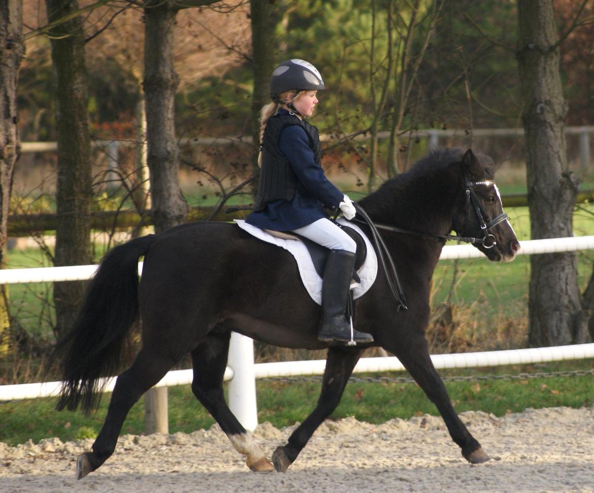 Anden særlig race Aslan billede 12