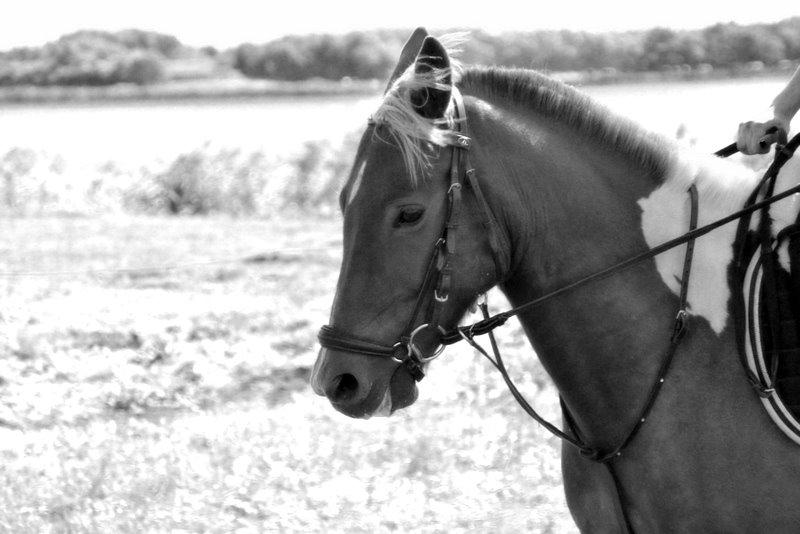 Pinto PRINS KASHMIR - Elsker ham ! billede 11