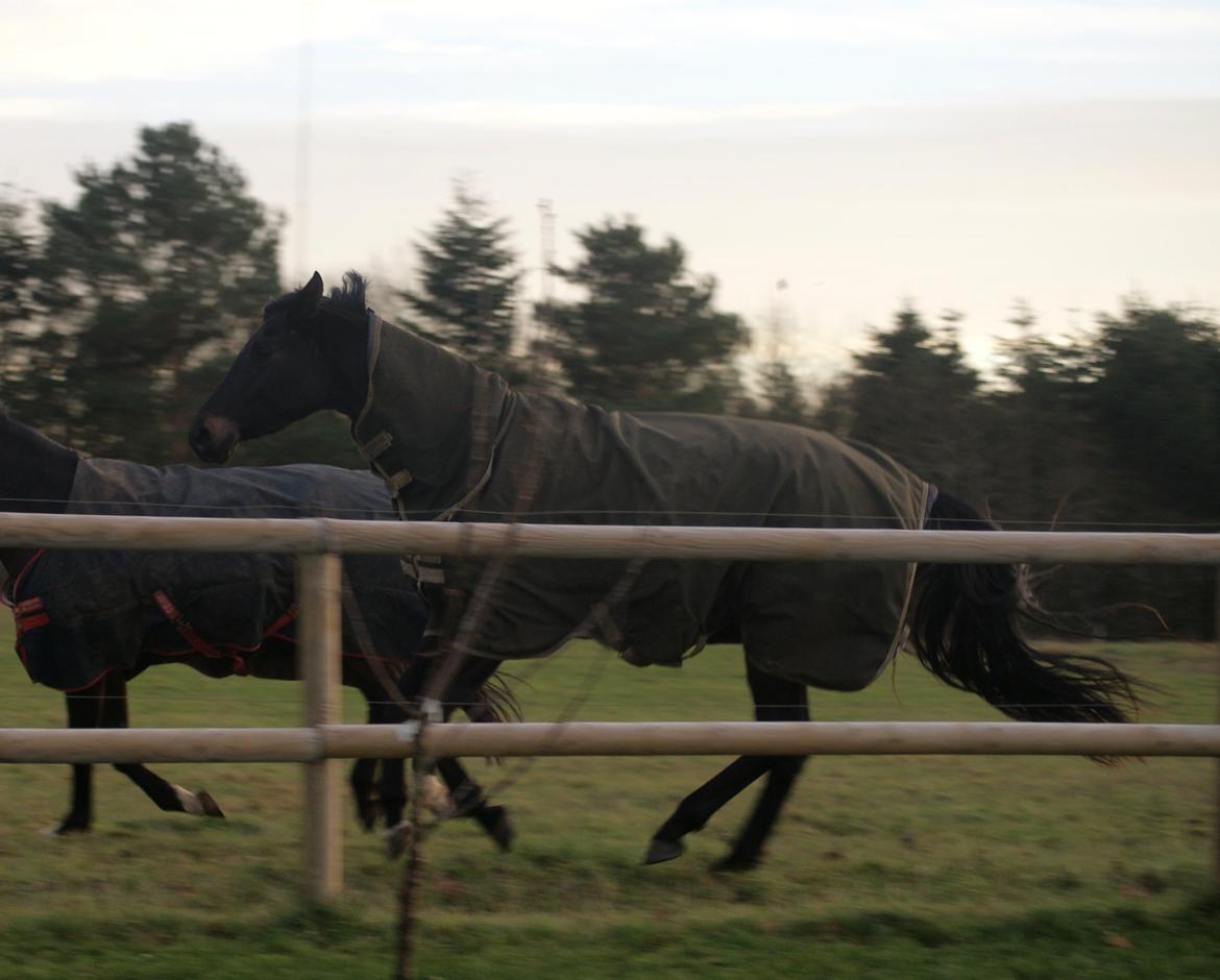 Trakehner Corvette af Bakkely billede 1
