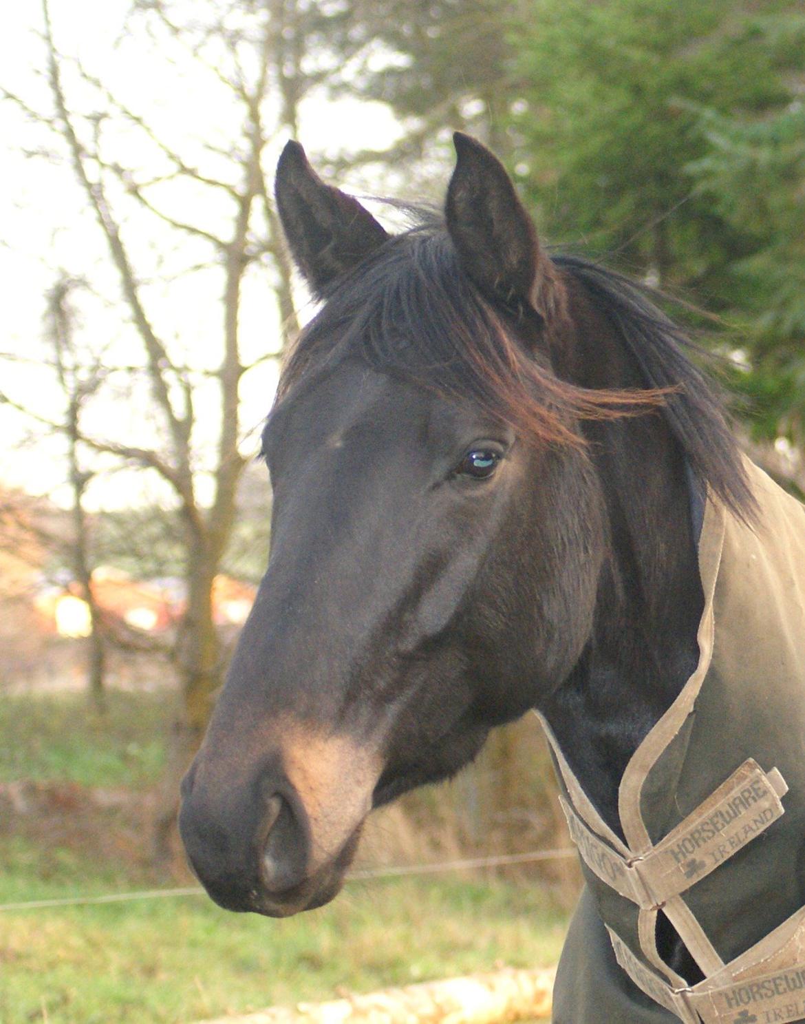 Trakehner Corvette af Bakkely billede 2