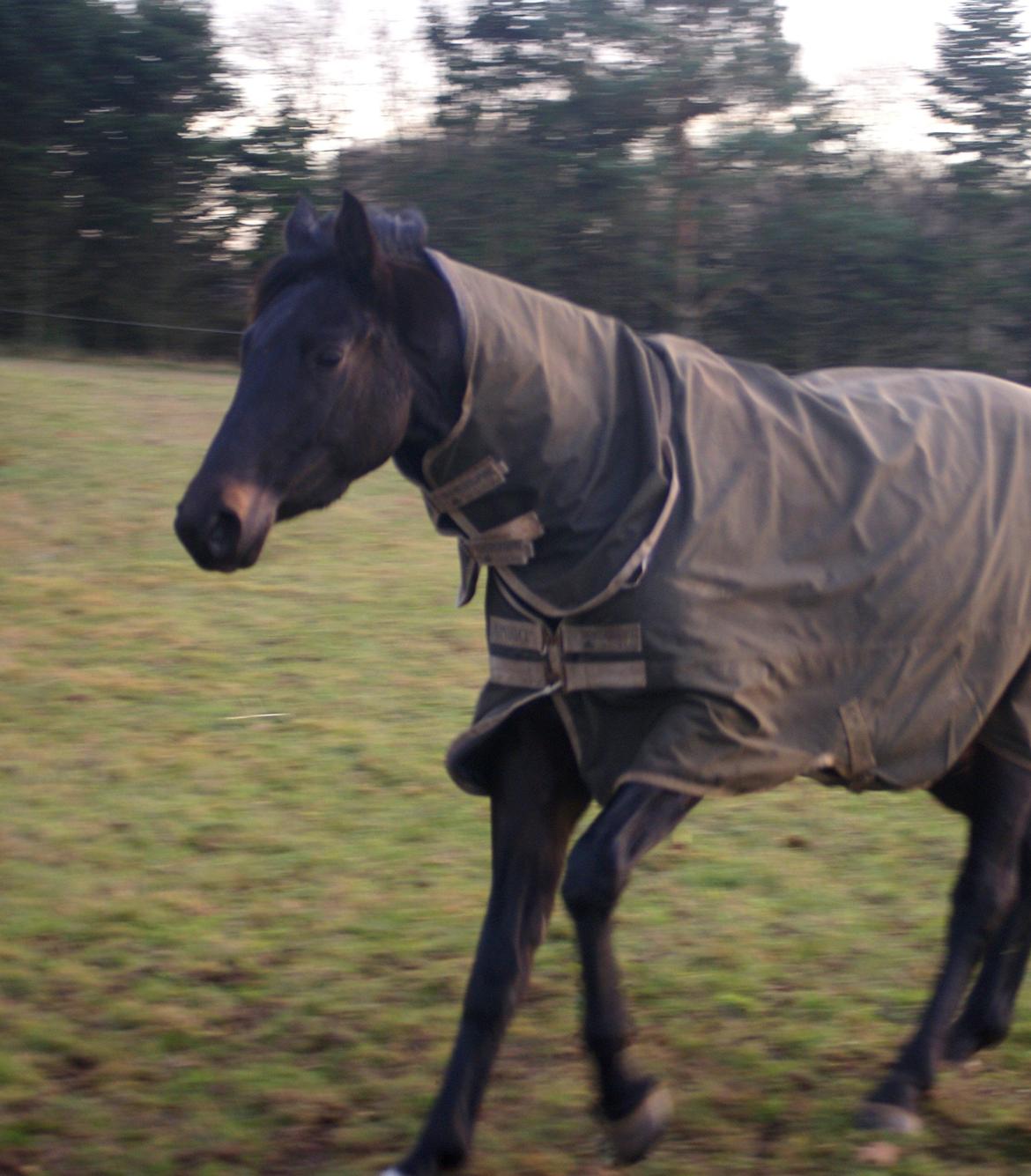 Trakehner Corvette af Bakkely billede 3