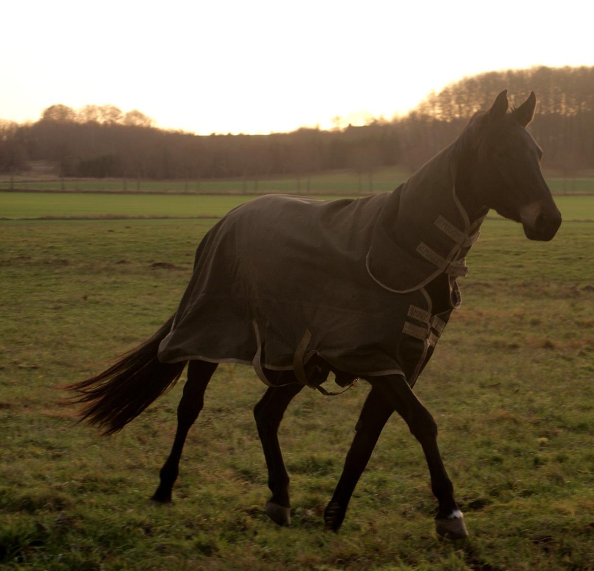 Trakehner Corvette af Bakkely billede 4