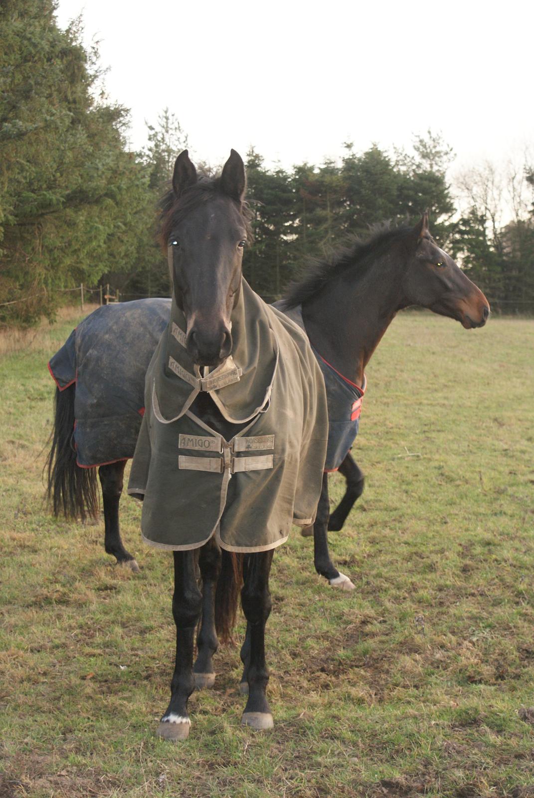 Trakehner Corvette af Bakkely billede 5