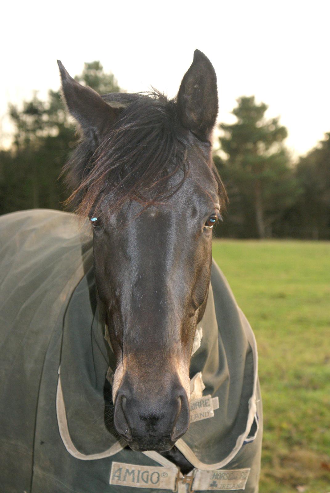 Trakehner Corvette af Bakkely billede 6