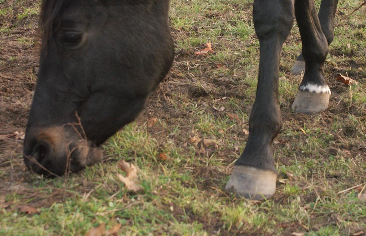 Trakehner Corvette af Bakkely billede 7