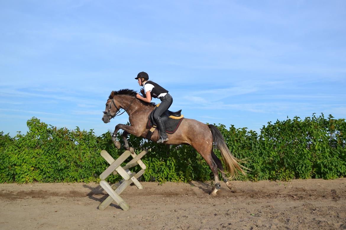 DSP Lundgårds Castillo billede 15