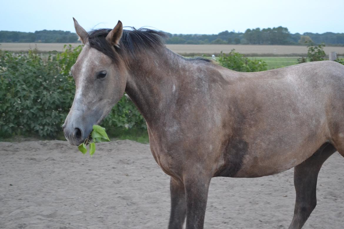 DSP Lundgårds Castillo billede 17