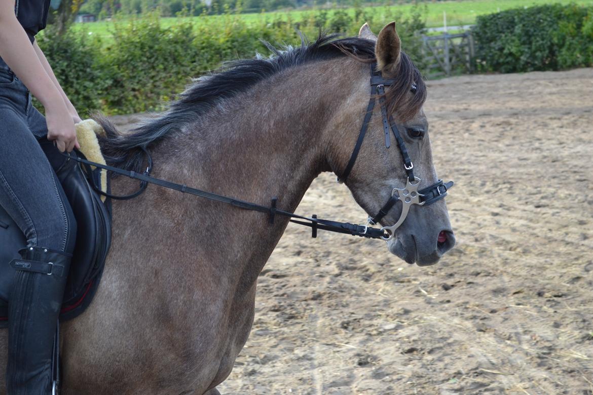 DSP Lundgårds Castillo billede 18