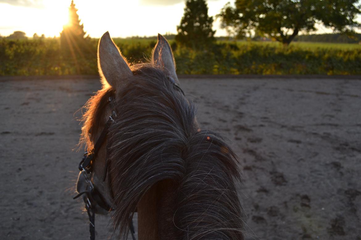 DSP Lundgårds Castillo - Den bedste udsigt, er helt klart her. - Fra Castillo's ryg billede 5