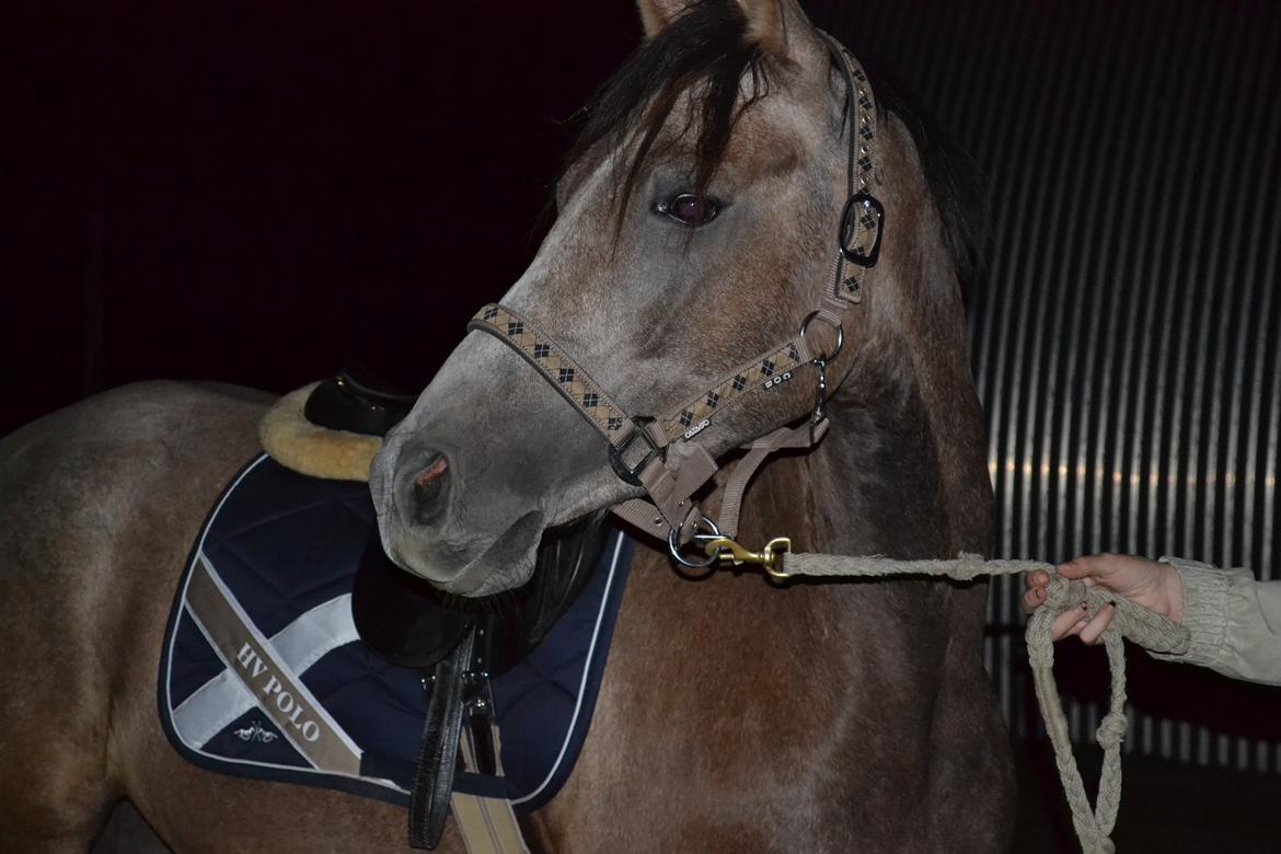 DSP Lundgårds Castillo - Castillo natteravn :-P billede 12