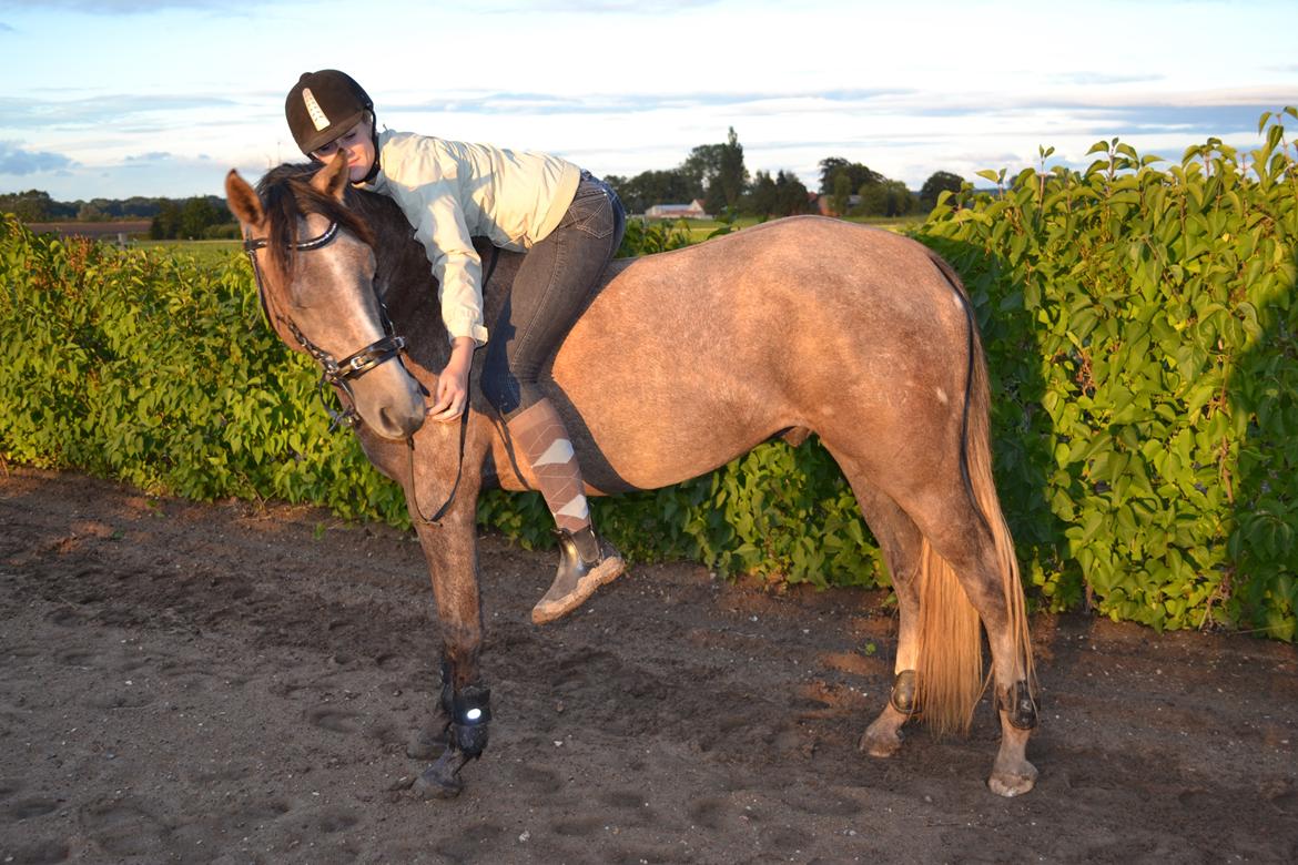 DSP Lundgårds Castillo - min bedste ven.<3 billede 2