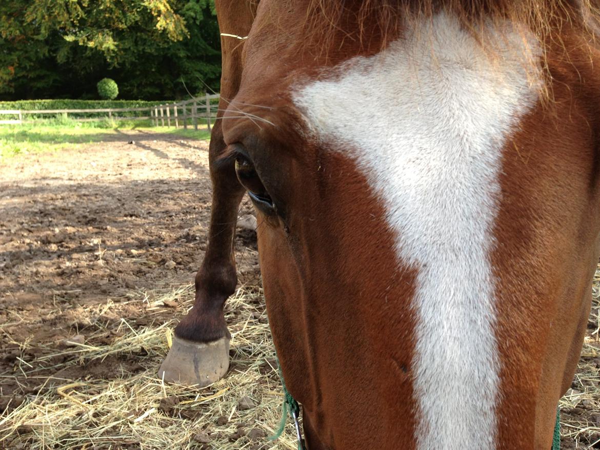 Holstener Armageddon billede 14