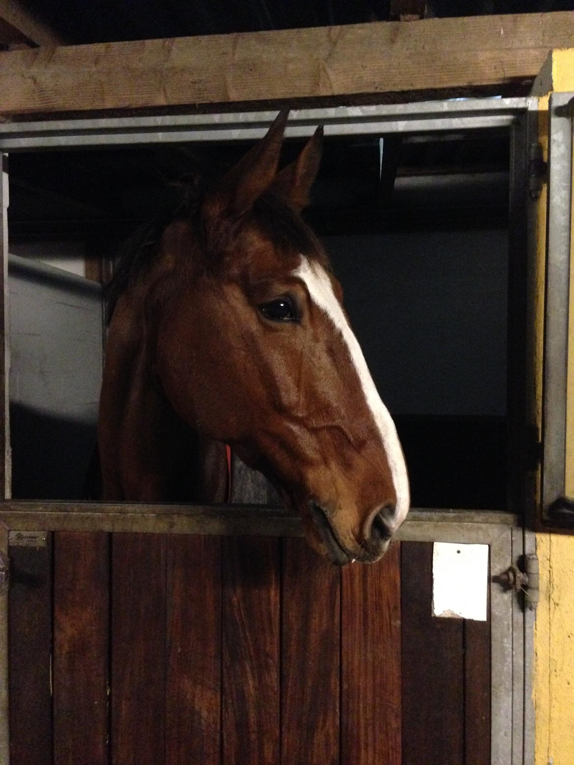 Holstener Armageddon billede 18