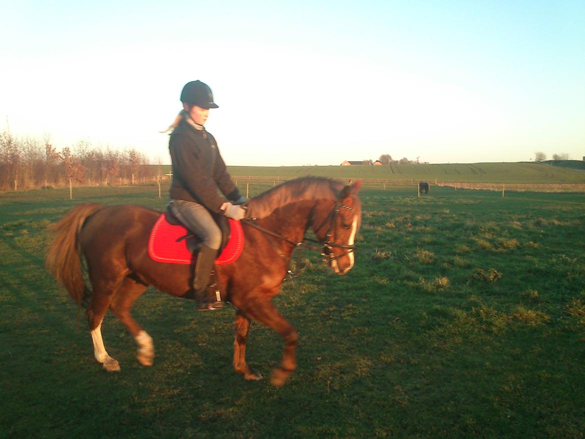 Anden særlig race Vestergårds La Foxy billede 30