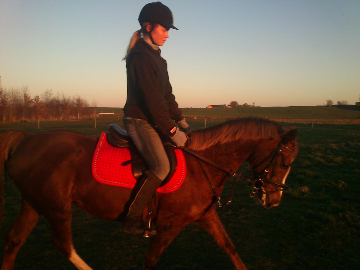 Anden særlig race Vestergårds La Foxy billede 31