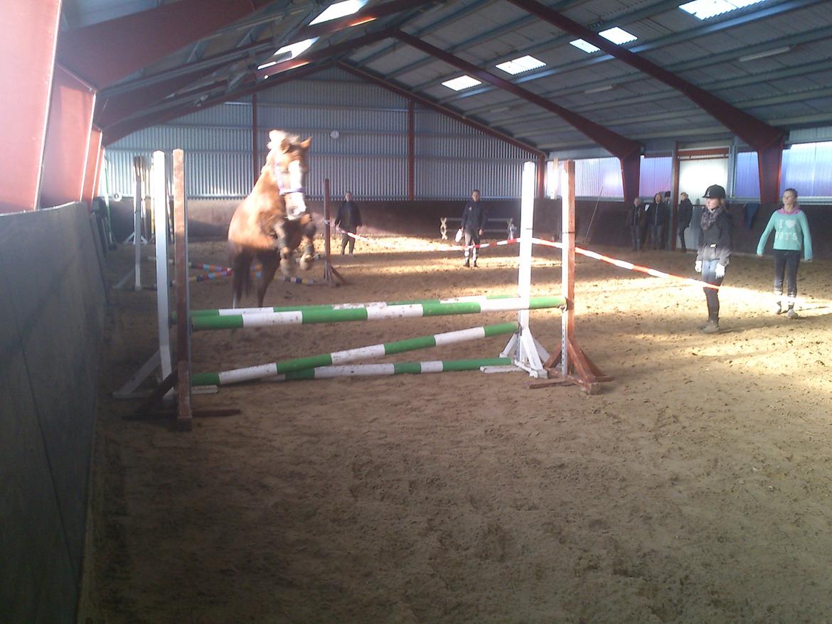 Anden særlig race Vestergårds La Foxy billede 32