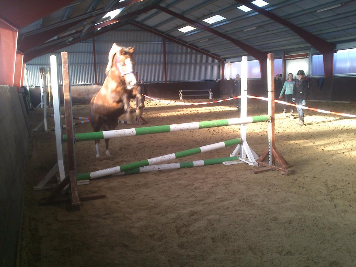 Anden særlig race Vestergårds La Foxy billede 35