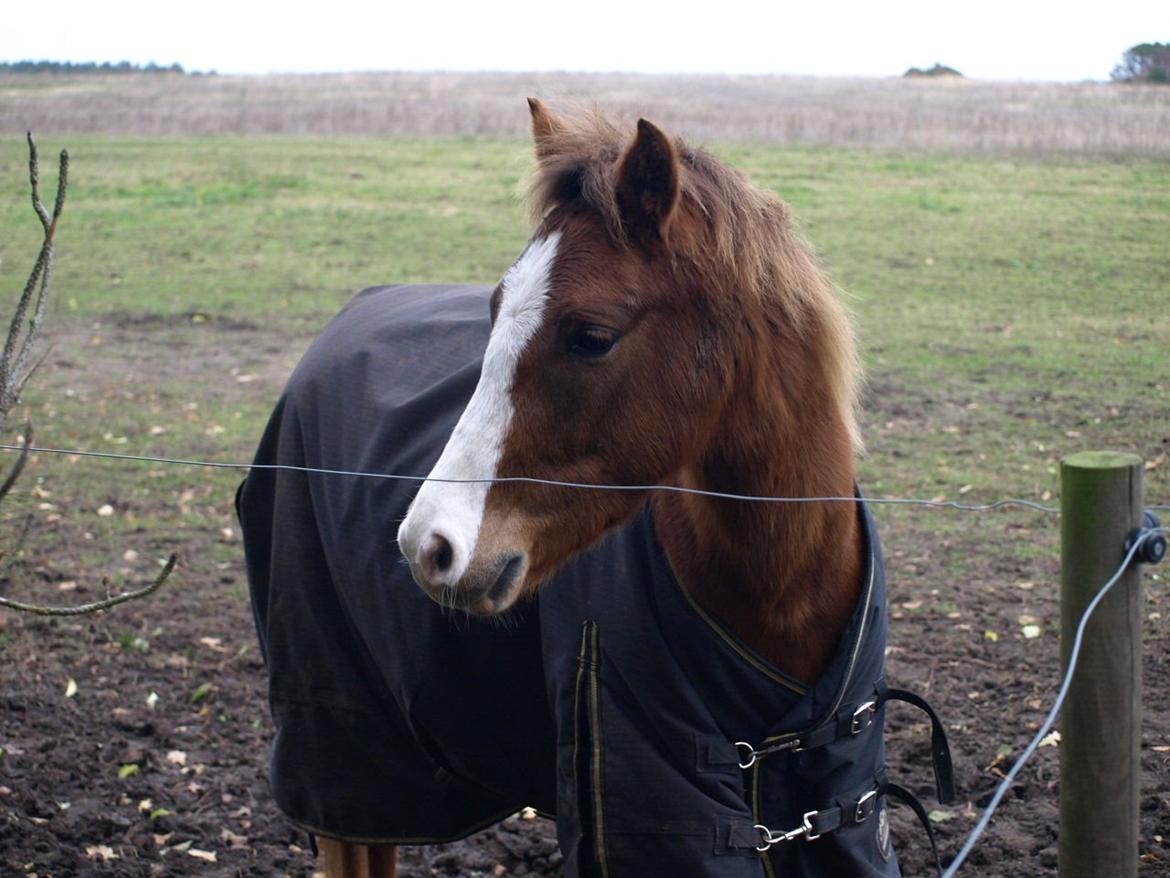 Anden særlig race Zivas [Tidl. lånepony] billede 16