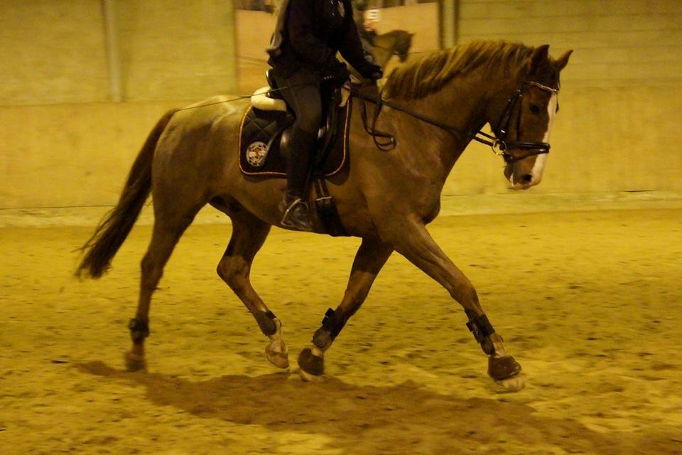 Dansk Varmblod Latino Lorenzo - Dressur træning November 2013 billede 16