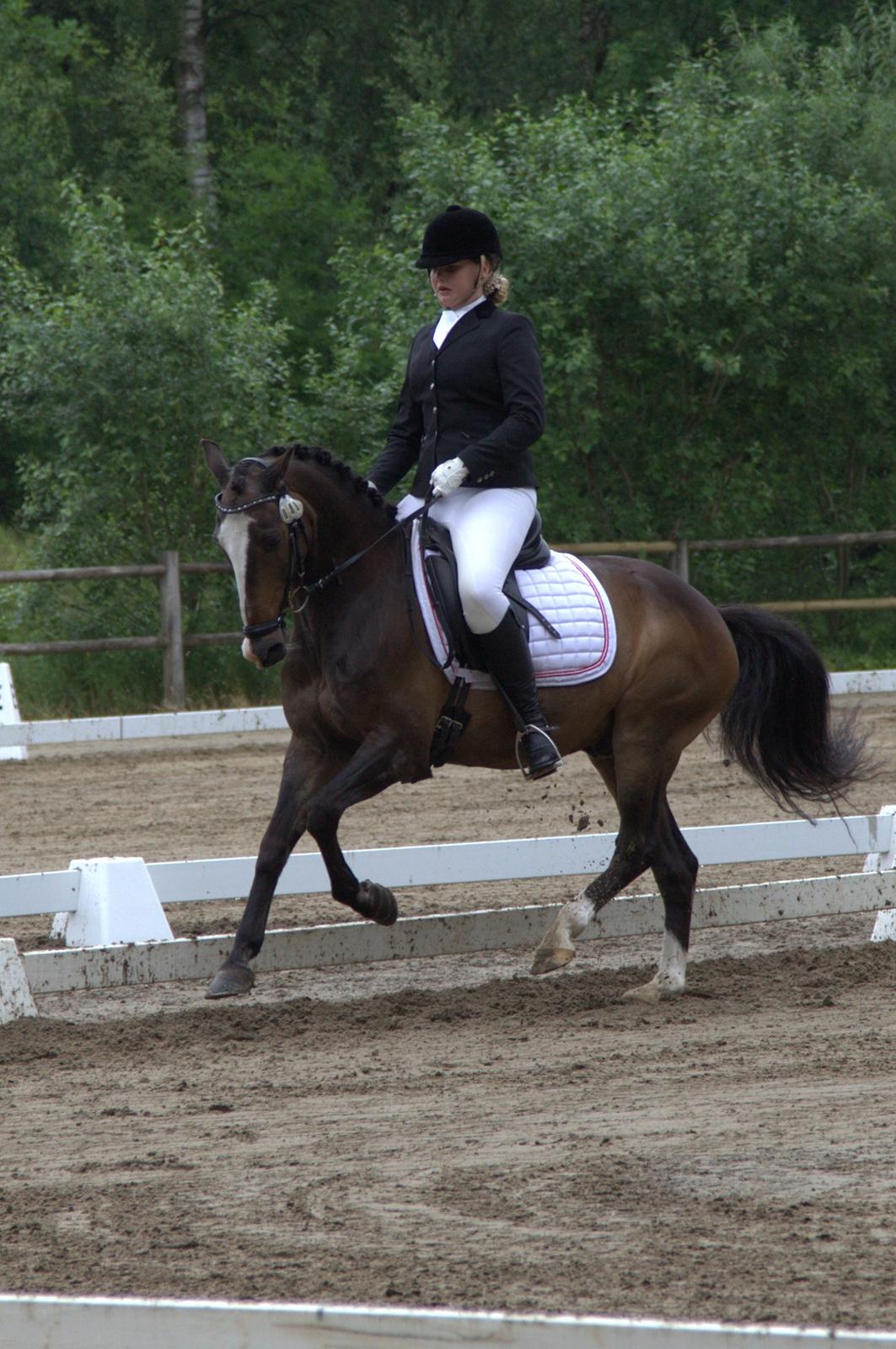 Anden særlig race Moonlight B- Pony billede 16