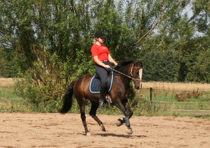 Anden særlig race Moonlight B- Pony billede 17