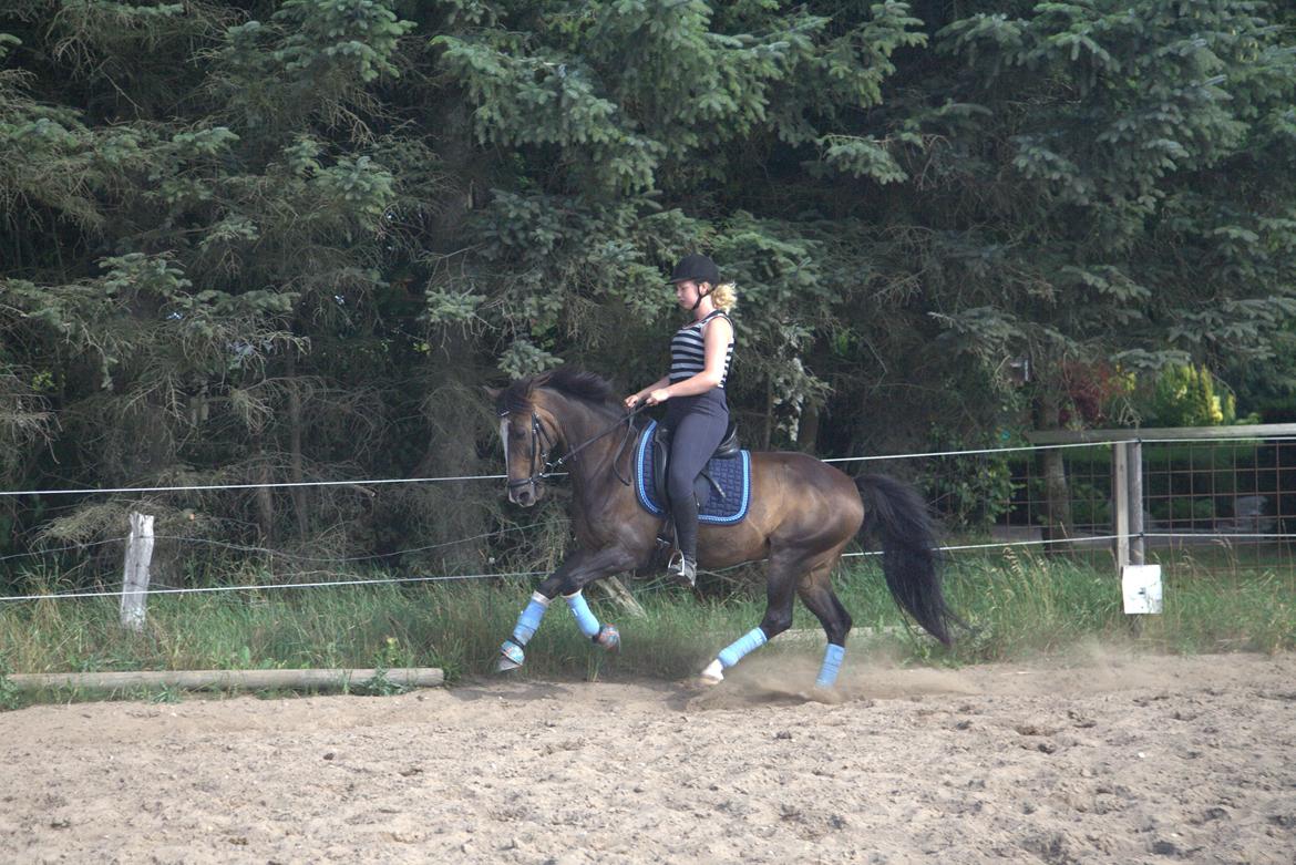 Anden særlig race Moonlight B- Pony billede 19