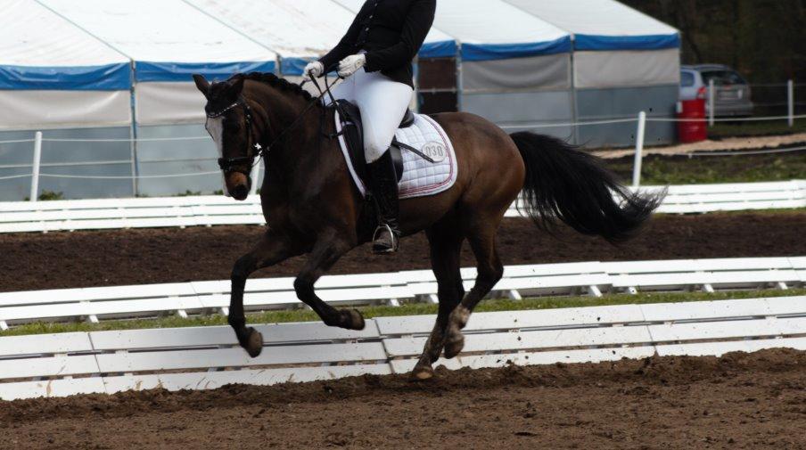 Anden særlig race Moonlight B- Pony billede 1