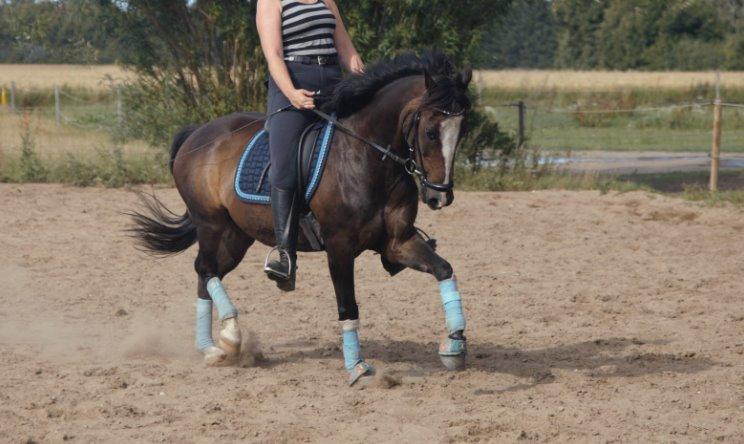 Anden særlig race Moonlight B- Pony billede 20