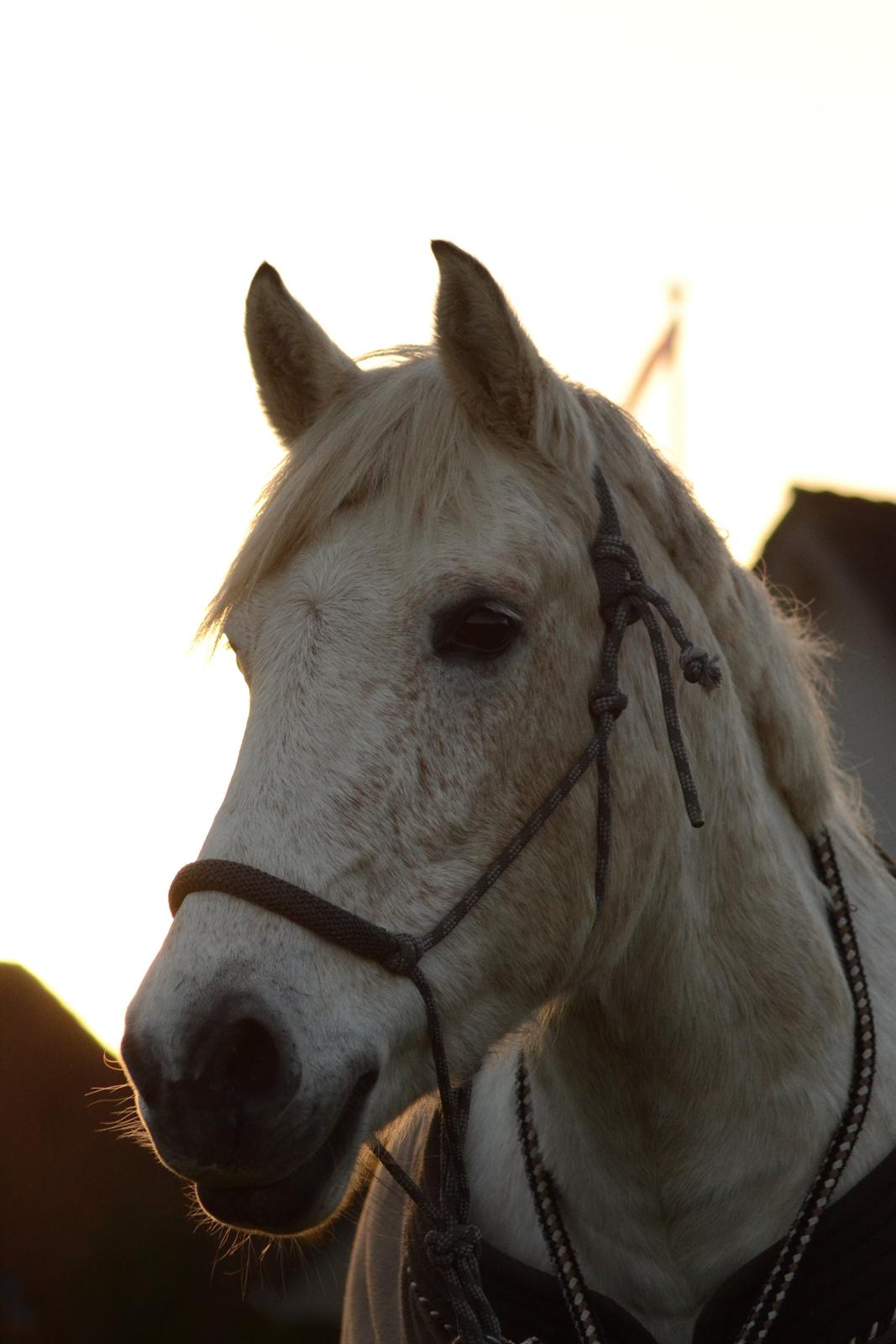 Anden særlig race Miss Dulle *Stjernepony* billede 36